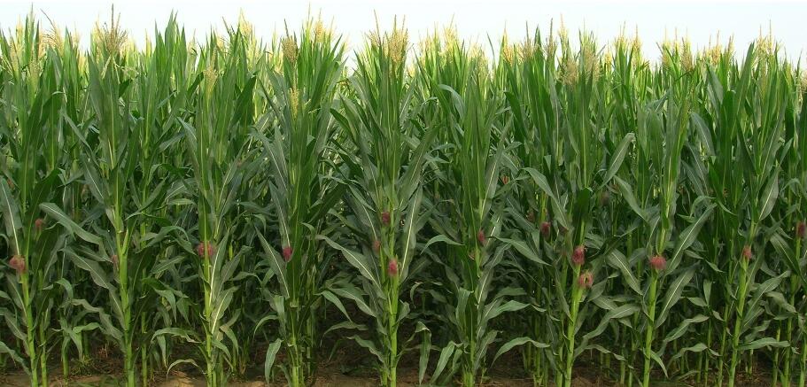 agriculture plastic net γεωργία πλαστικό δίχτυ