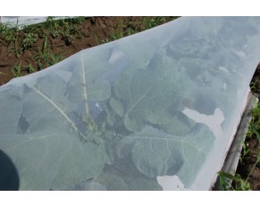 25_gr_insect_netting_on_organic_broccoli 25_gr_έντομο_δίχτυα_σε_οργανικό_μπρόκολο