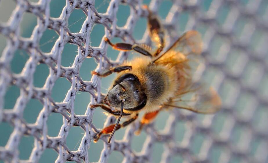 πλαστικό δίχτυ μελισσών
