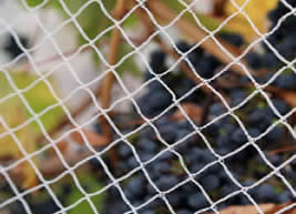 Διαφορές μεταξύ του διχτυού κατά των πουλιών και του διχτυού αλίευσης πουλιών