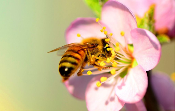 δίχτυ μελισσών