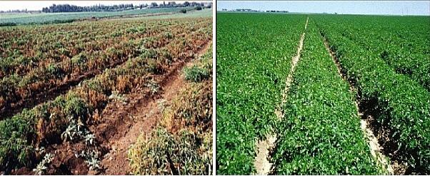 εδαφοκάλυψη