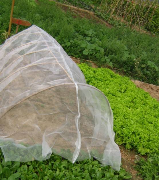 δίχτυ κατά των εντόμων