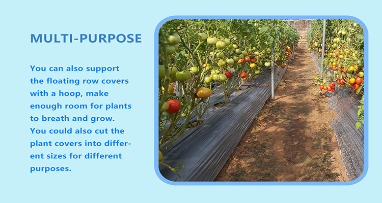 φιλμ σάπια φύλλα (8)