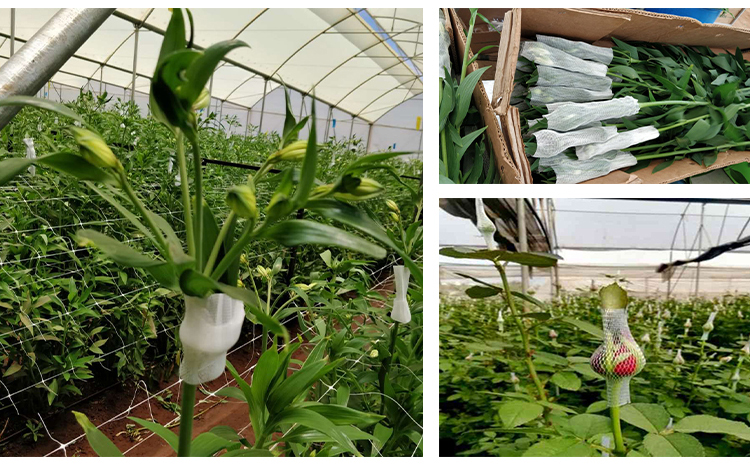 λουλούδι net16