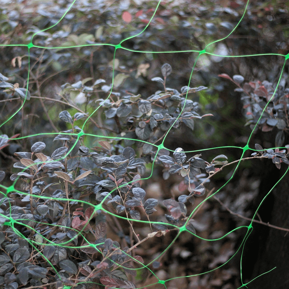 Διπλές αναρρίχησης αγγουριού φασολιών