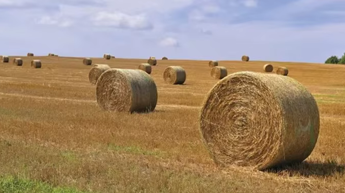 δίχτυ δεμάτων