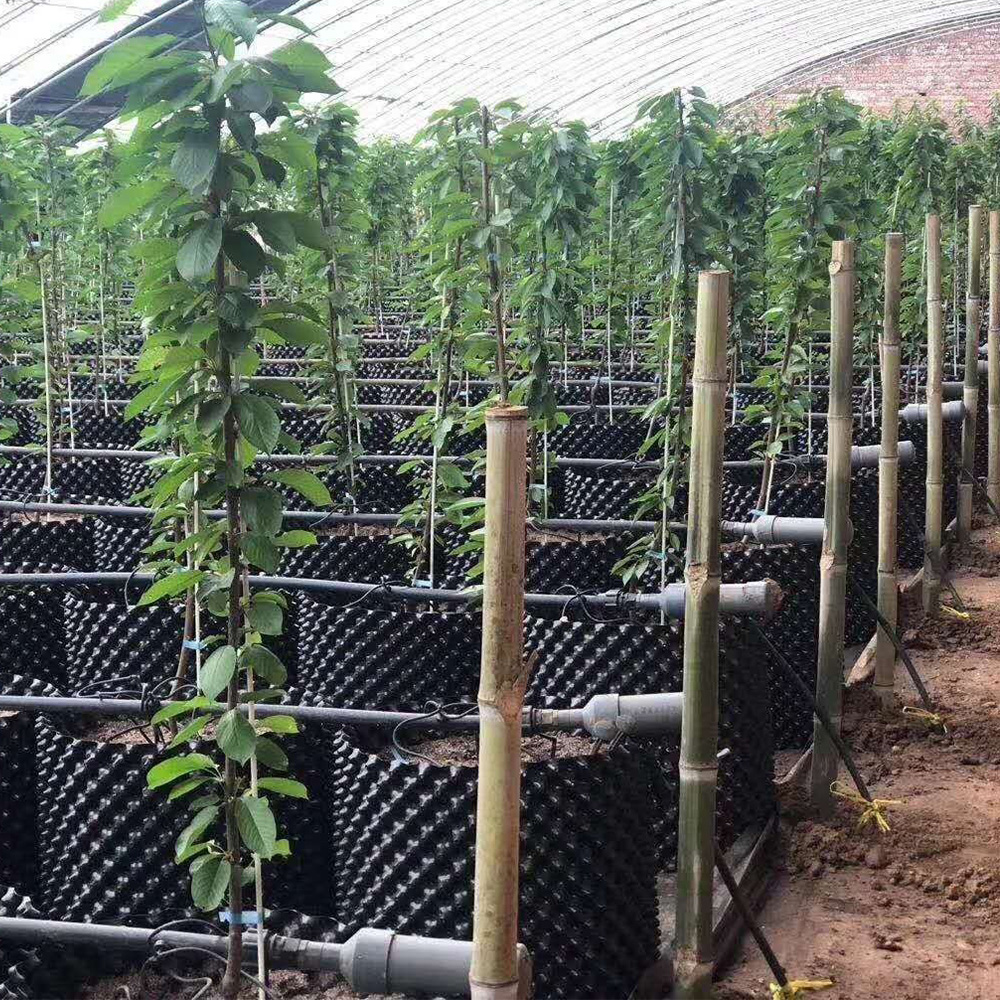 Δοχείο ελέγχου ρίζας φυτών