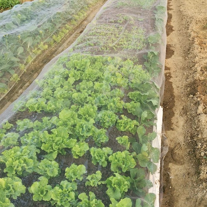 Ποιο μέγεθος πλέγματος ταιριάζει καλύτερα στα δίχτυα κατά των εντόμων;