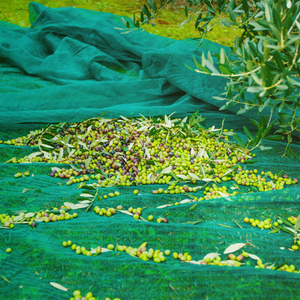 Δίχτυ ελιάς Premium για συγκομιδή ελιάς