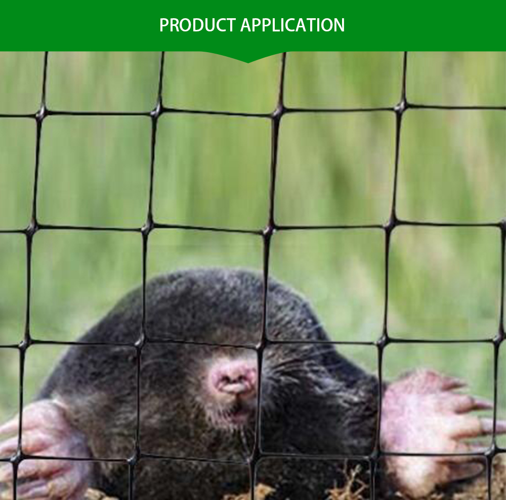 διχτυωτικο αντιγραμμο6