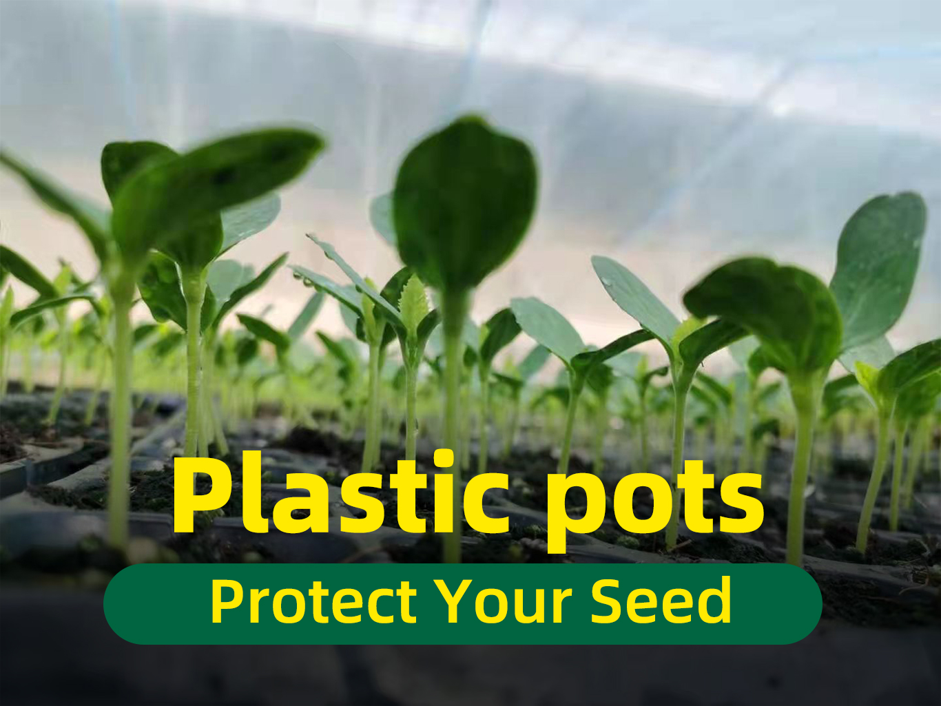 Γλάστρα φυτωρίου 1