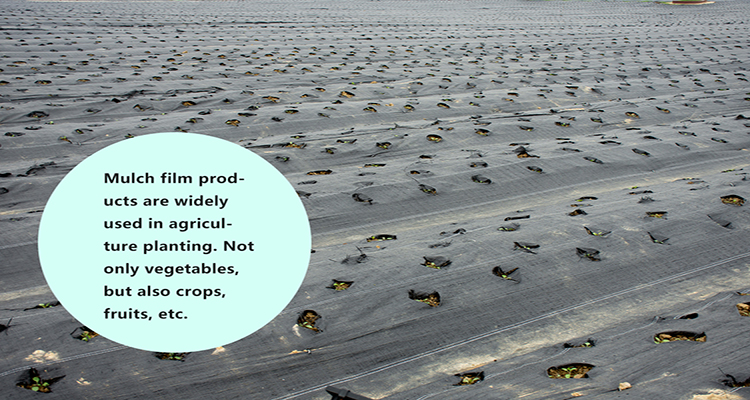 φιλμ για σάπια φύλλα (6)