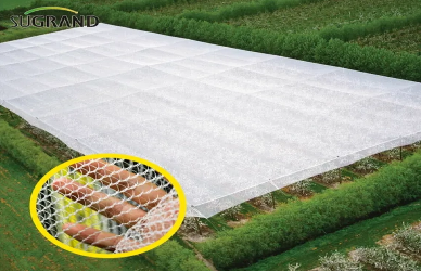 Πώς οι αμπελώνες χρησιμοποιούν αντι-χαλιά δίχτυα για να σώσουν τη συγκομιδή