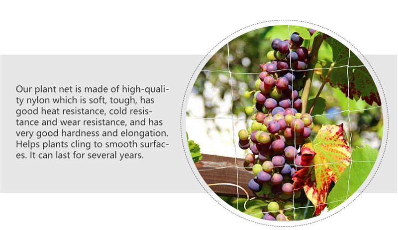 ~!phoenix_varIMG10!~