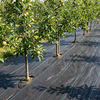 Χονδρικό PP Weed Mat OEM/ODM Weed Barrier
