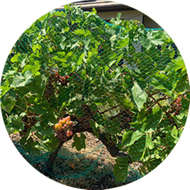 Εμπορικός βαθμός