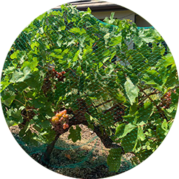 Εξωθημένο αντιμονοπωλιακό δίχτυ