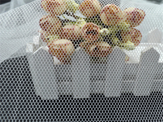 Μπλε και λευκό 35GSM 3*100m κουνουπίδι για την Ινδονησία με αντι-Μοσκίττο φίλτρο