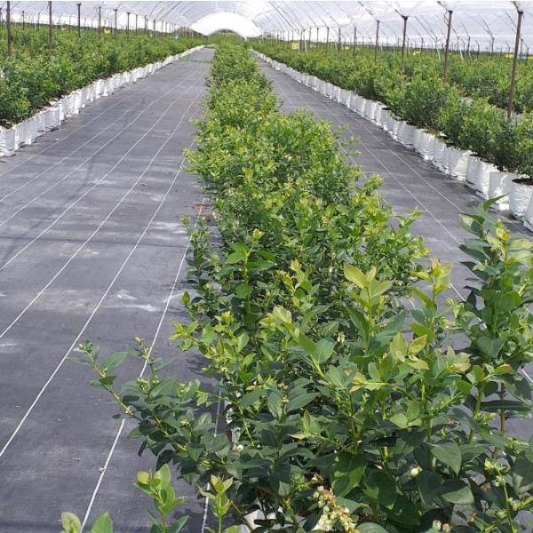 Εφαρμογή ματς φυτοκομίας