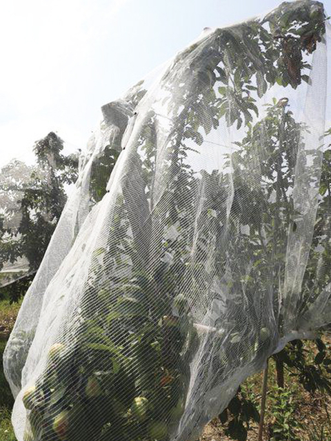 Δίχτυ εντόμων