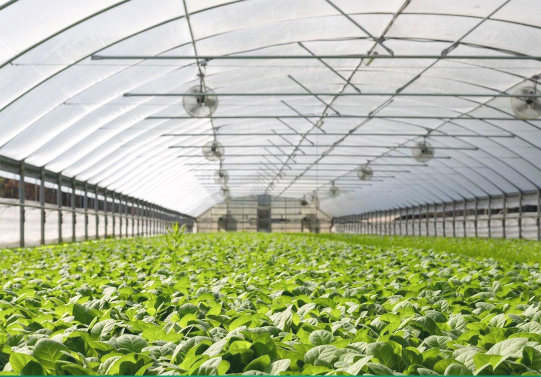 δίχτυ εντόμων1