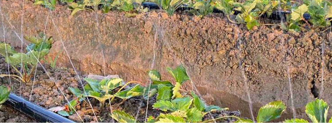 Πότισμα με σταγόνες4