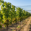 Raschel Anti Bird Netting Χονδρική