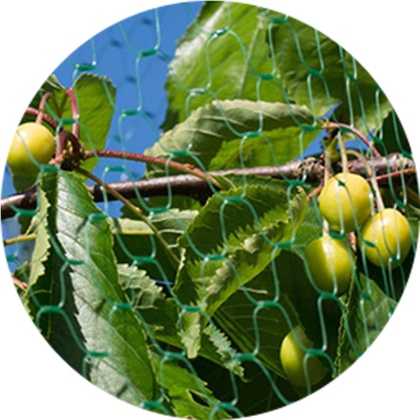 Κατασκευαστής αντι -πτηνών