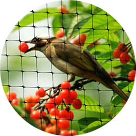 Ανυψωτικός