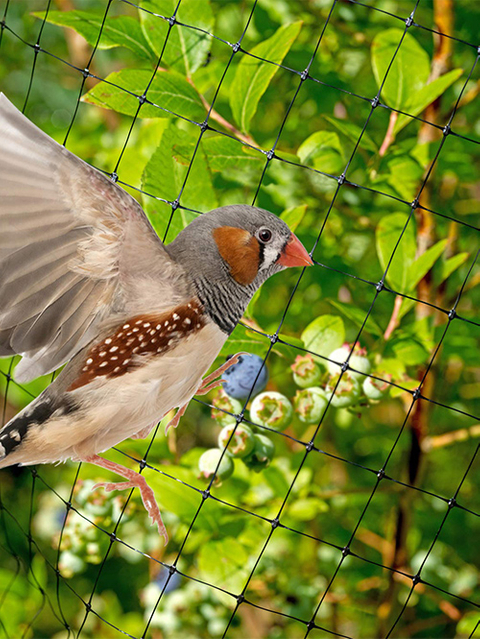 Δίχτυ για τα πουλιά
