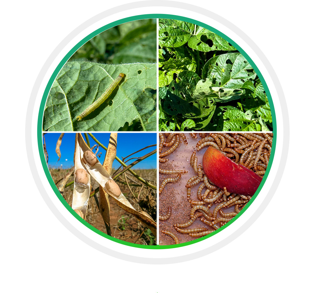 δίχτυ εντόμων3