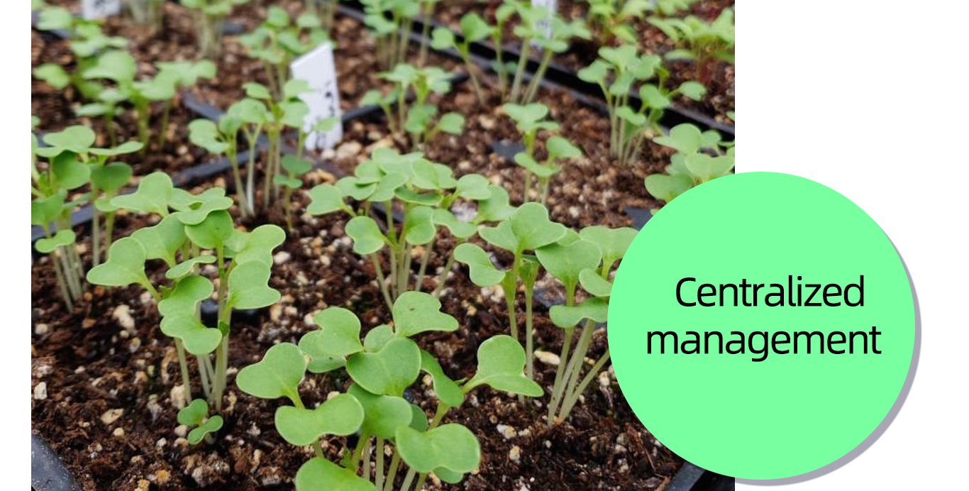 Δίσκοι εκκίνησης δενδρυλλίων