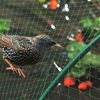 Anti Bird Net for Orchard And Farm