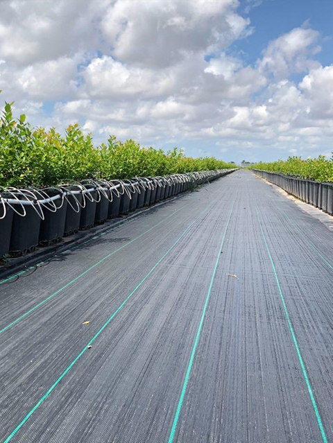 Κάλυμμα εδάφους