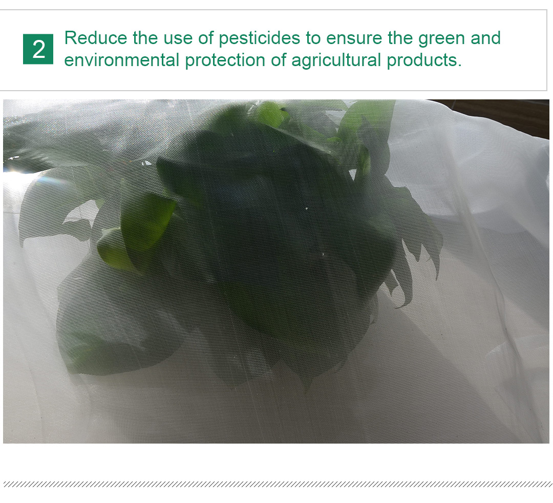 δίχτυ εντόμων6