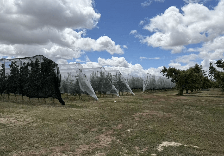 Αμπελώνες με δίχτυα χαλαζιού
