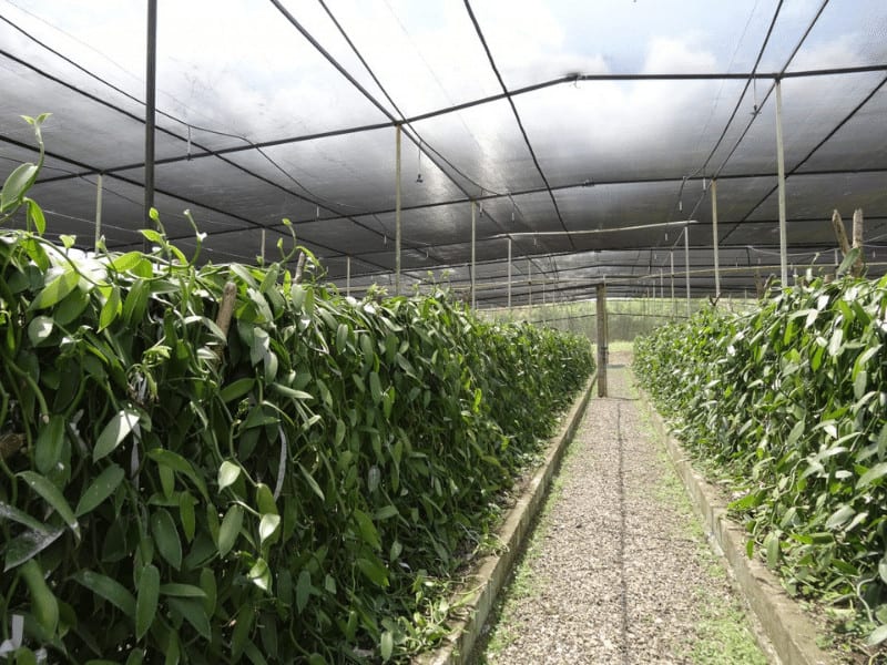 Πράσινο δίχτυ