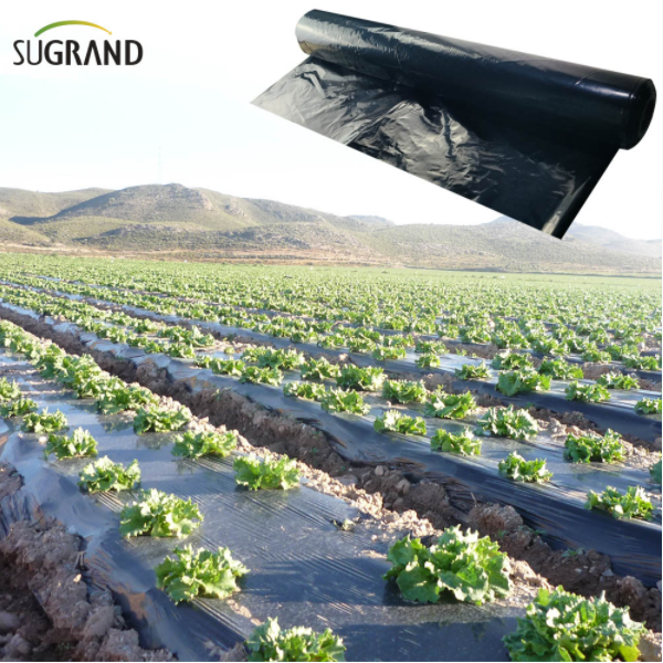 Οφέλη της ταινίας Mulch σε θερμοκήπια