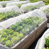 Χονδρική UV Stabilized HDPE Anti Insect Net